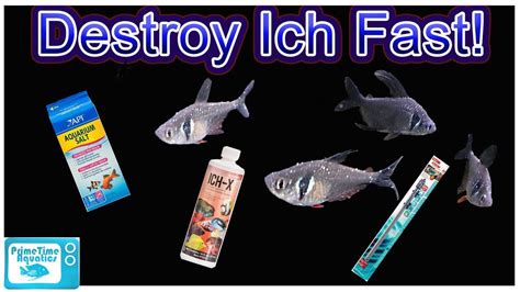 How To Treat ICH In Fish and Clear Infection FAST! Complete Guide From ...