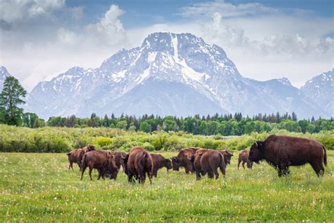 Wyoming National Parks Pictures | Download Free Images on Unsplash