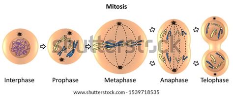 Top 191 + Animal cell mitosis - Inoticia.net