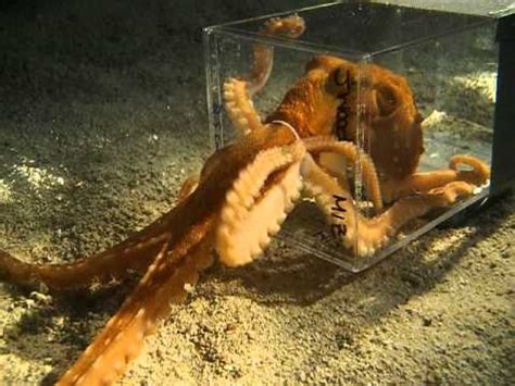 Octopus escaping through a 1 inch diameter hole - YouTube