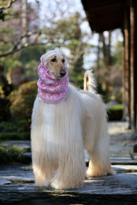 57+ Grooming Afghan Hound Video Pic - Bleumoonproductions