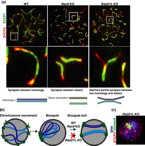 The cohesin complex in mammalian meiosis - Ishiguro - 2019 - Genes to Cells - Wiley Online Library