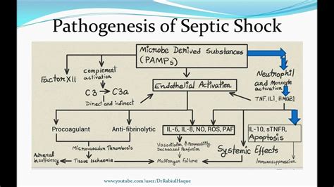 4 Stages Of Septic Shock