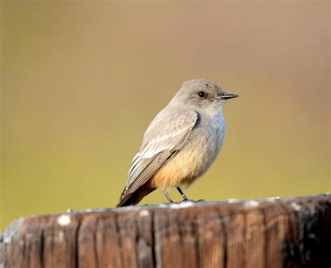 Insectivorous Western birds | Crystal Beach Local News, Get the latest Scoop on Bolivar ...