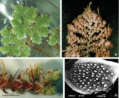 The Unique Symbiotic System between a Fern and a Cyanobacterium, Azolla-Anabaena azollae: Their ...