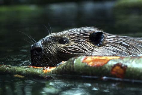 A beaver building a dam. | Beaver, Animal tarot, Beaver drawing