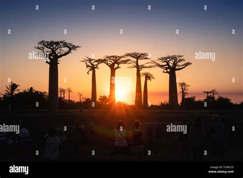 The baobab tree in Madagascar Stock Photo - Alamy