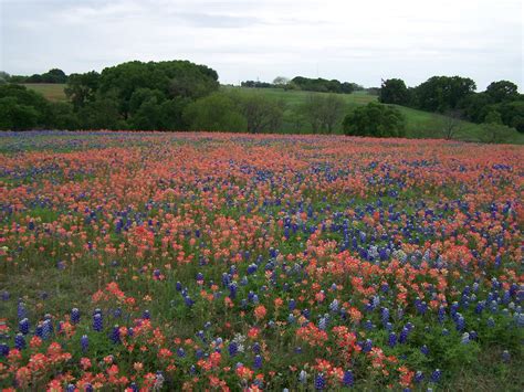 Cozy in Texas: Ennis Bluebonnet Festival