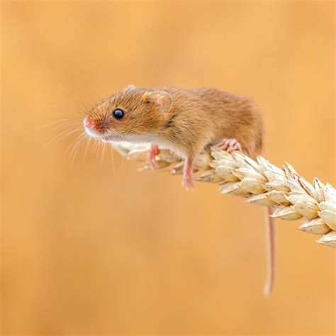 Cute Field Mouse - England, UK | Cute mouse, Field mouse, Animals beautiful