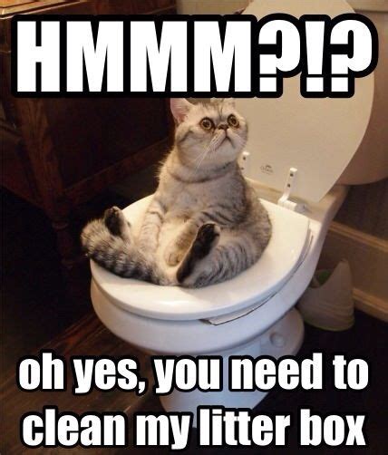 Hmmmm??? Funny Animal Memes, Funny Animal Pictures, Cute Funny Animals ...