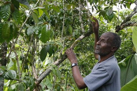 Coffee farmer in Ethiopia by DFID - UK Department for International ...