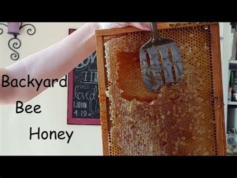 Backyard Beekeeping Honey Harvest | Wyatt Pitts