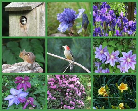 Viewing nature with Eileen: Birds & Blooms