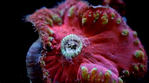 Reef Roids Plankton Coral Feeding - YouTube