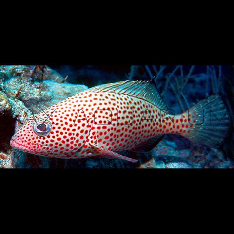 Find the best Strawberry Groupers for sale at LAX Aquarium – LAXAquarium