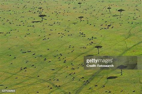 65 Wildebeest Migration Aerial Stock Photos, High-Res Pictures, and Images - Getty Images