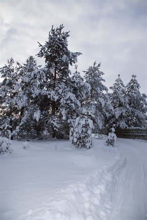 Cold russian snow winter stock photo. Image of idyllic - 92172698