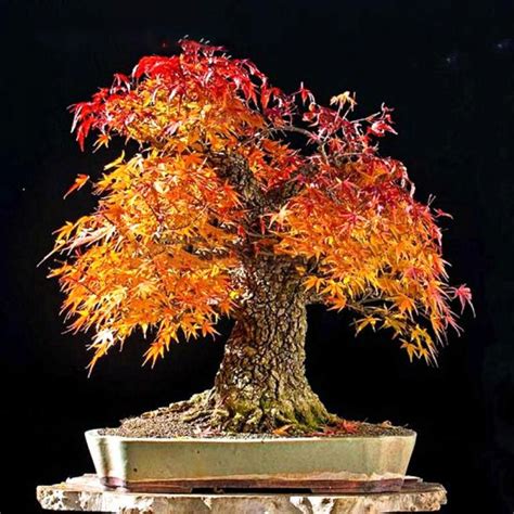 Egrow 20Pcs/Bag Red Maple Seeds Mini Beautiful Japanese Red Maple Bonsai Seeds DIY B in 2020 ...