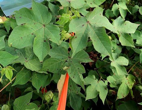 Stemphylium Leaf Spot of Cotton - Alabama Cooperative Extension System