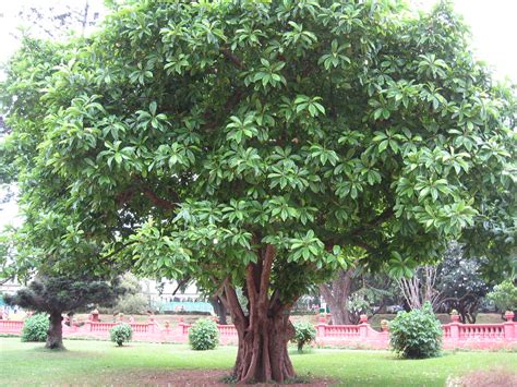 Hondapara Tree | Dillenia indica :-) more info (Clicked at L… | Flickr