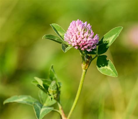 Flower Clover Trifolium Pratense - Free photo on Pixabay - Pixabay