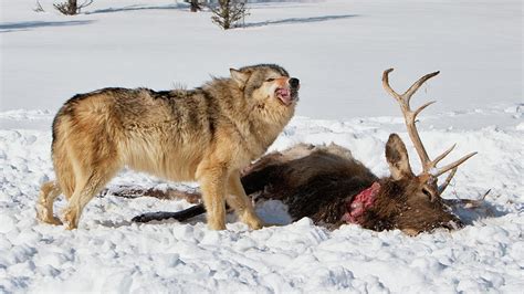 Wolf Feeding on Elk Photograph by Jerry Fornarotto - Pixels