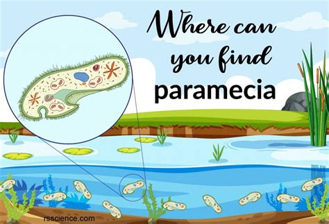 Where does Paramecium live? - Dr. Biology Questions and Answers