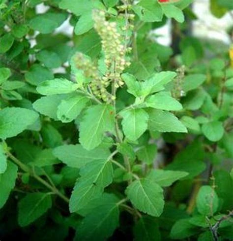 Rama Tulsi, Tulsi ( Green) – Plant – Plantslive