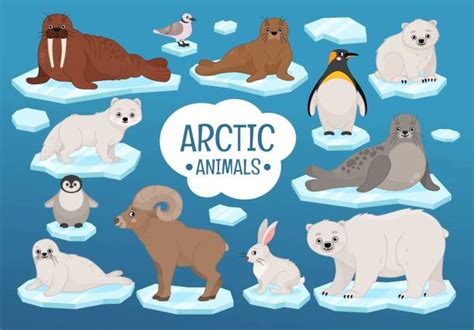 Tundra Animals Cartoon Illustrations, Royalty-Free Vector Graphics ...