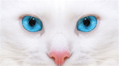 White Cat Wallpaper, Blue Eyes White Cat Wallpaper, #36221