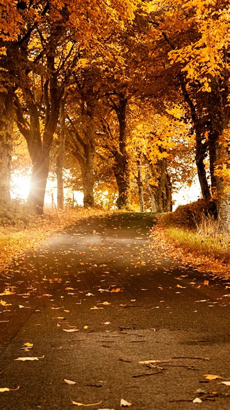 Fall Wallpaper 4K, Scenery, Roadway, Foliage