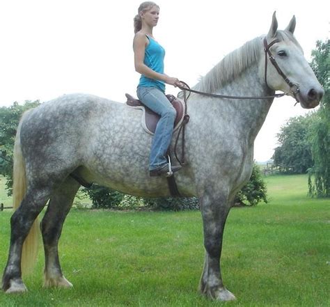 Percheron, my drream horse. | Horse breeds, Horses, Big horses