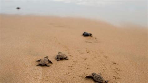 Sri Lanka turtle conservation project | GoGetFunding