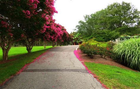 Wallpaper road, trees, flowers, Park, spring, Nature, flowering, road ...