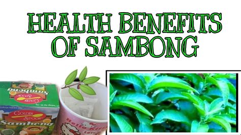 HEALTH BENEFITS OF SAMBONG | HEALTH BENEFITS OF SAMBONG TEA | HERBAL TEA | SAMBONG LEAVES ...