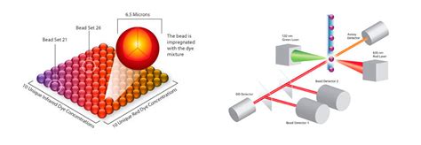 Lifecodes LSA Class I y Class II | Diagnóstica Longwood