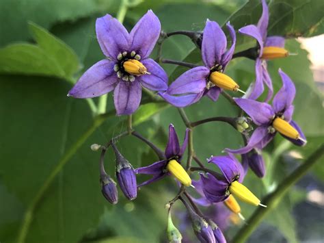 Wisconsin Wildflower | Bittersweet Nightshade | Solanum dulcamara