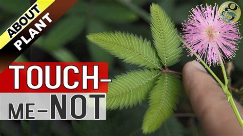 TOUCH ME NOT PLANT At Home | How To Grow Care And Propagate The Mimosa ...