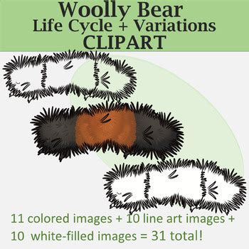 Woolly Bear Life Cycle + Color Variations Clipart by The Naturalist