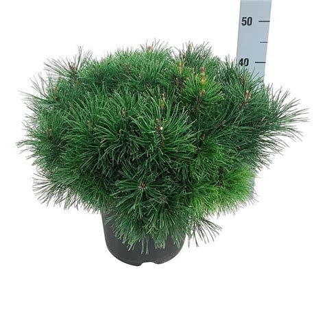 Pinus mugo pumilio — Plant Wholesale FlorAccess