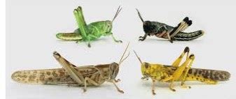 What are LOCUSTS and its LIFE CYCLE ?? How do they ATTACK?