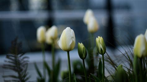 Wallpaper White Tulips in Bloom During Daytime, 4K Ultra HD Background ...