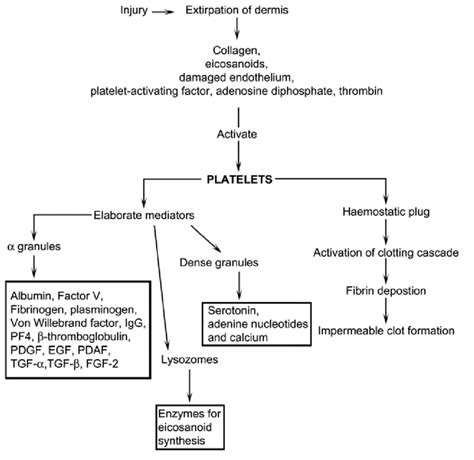 Role of platelets in inflammatory phase of wound healing | Download Scientific Diagram