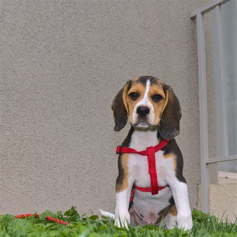 Pocket Beagle: Dog Breed Guide - Dog Academy