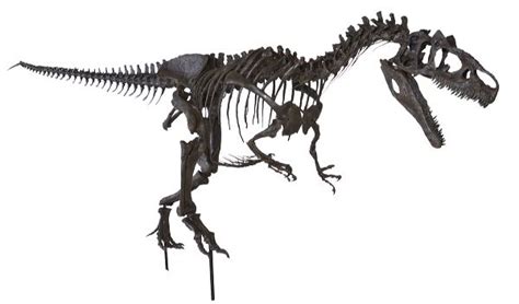 Allosaurus sp. BIG AL TWO Skeleton – Display Replica – Black Hills ...