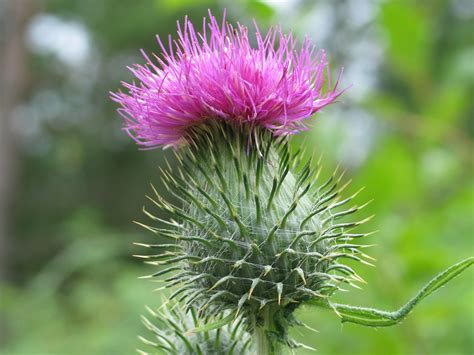 Scotch Thistle-Scotland National Flower | | Full Desktop Backgrounds