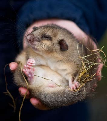 British Wildlife Centre ~ Keeper's Blog: The Edible Dormouse