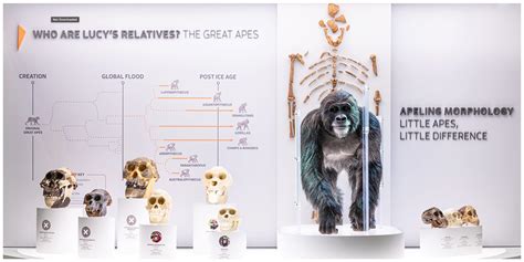 Was Lucy Our Ape-like Ancestor? | Creation Museum