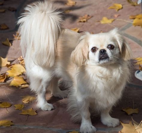 15 Best Small Dog Breeds for Indoor Pets ...