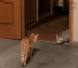 Funny Cat GIF - Find & Share on GIPHY